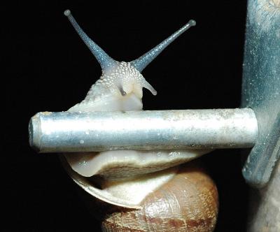 Copy of DSC_0611snail.jpg