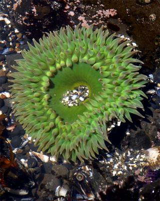 [July 30th] Gravel eating sea anemone