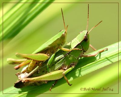 Grasshoppers Mating