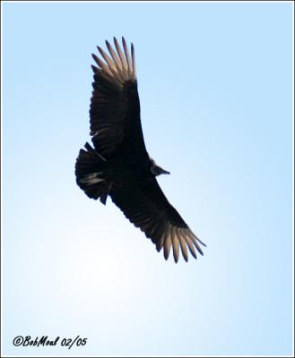 Black Vulture