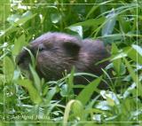 American Beaver- Juvenile