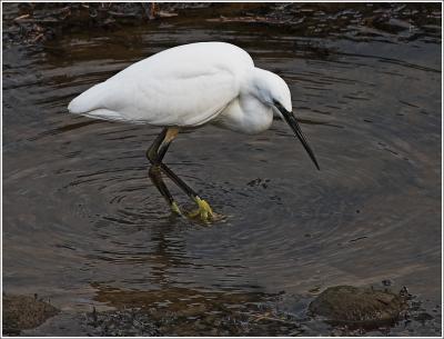 Little Egret, Bude