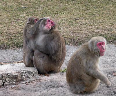 Grooming monkeys.jpg