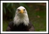 American Bald Eagle 3