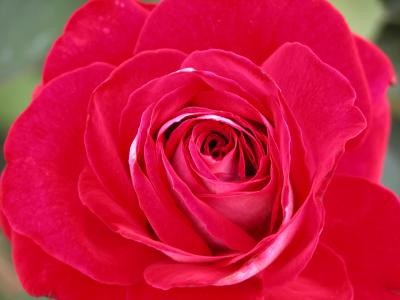 Ronald Reagan Rose