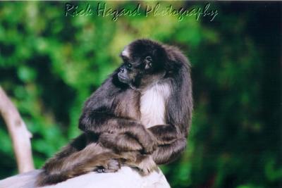 monkey style