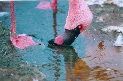 flamingo