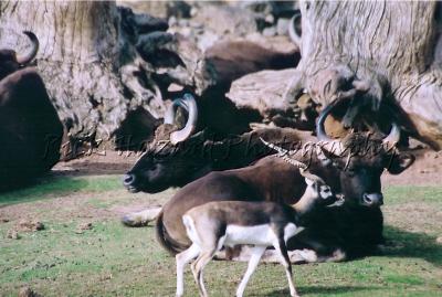 black buck