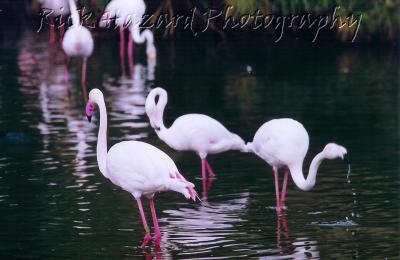 flamingo trio