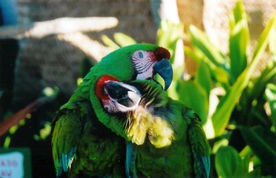 parrot.jpg