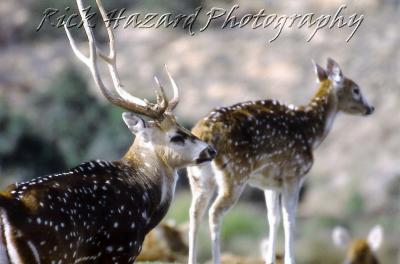 deer