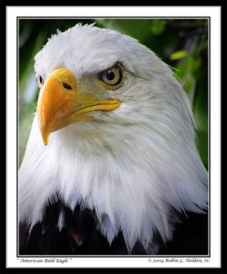 Bald Eagle