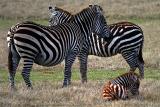 Zebra - Family