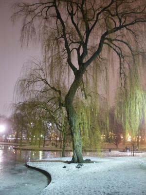 Willow on Boston Common