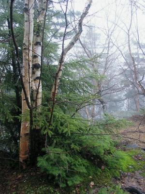 Mountain birch in the mist