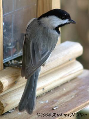 Carolina Chickadee