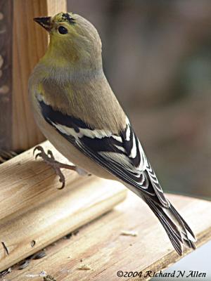 American Goldfinch