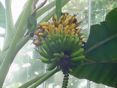 Hokkaido University Botanical Gardens in Sapporo Bananas