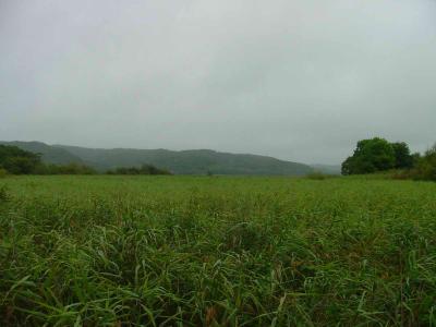 Kushiro Marsh