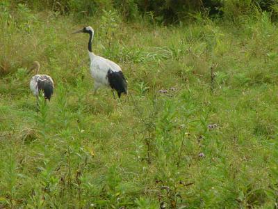 Kushiro Marsh-Cranes
