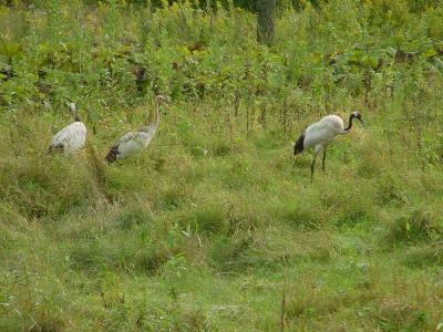 Kushiro Marsh-Cranes