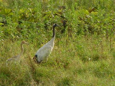 Kushiro Marsh-Cranes