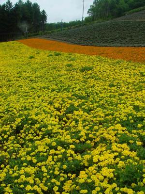 u38/richardfarmer/medium/24956874.Furano131.jpg