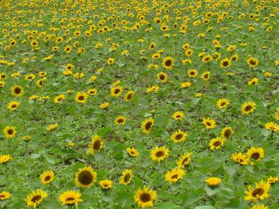 Biei & Furano, Hokkaido