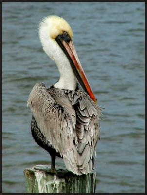 JPG 2S Pelican aP1012931.jpg