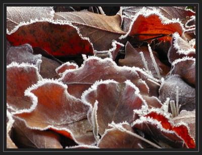 JPG B Frosty Leaves Pc072640.jpg