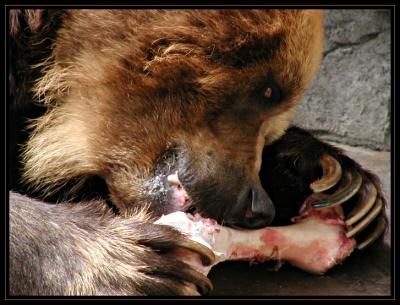 JPG SB Grizzly Lunch P6070773.jpg