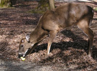 JPG CS Deer Apple P2268433.jpg