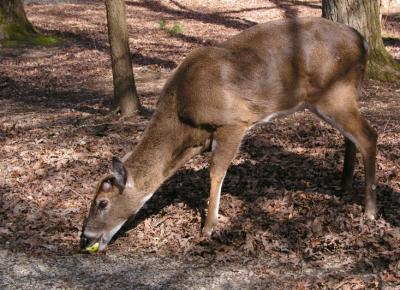 JPG CS Deer Apple P2268435.jpg