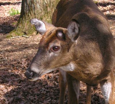 JPG CS Lost Antler P2268440.jpg