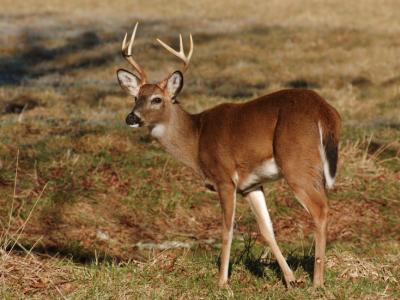 JPG CS 7pt Buck DSC_0174.jpg