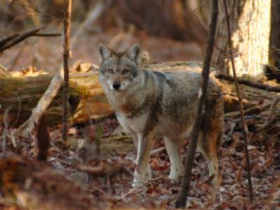 JPG CS Coyote Eyes DSC_0118.jpg