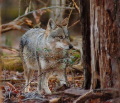 JPG CS Coyote6 DSC_0120.jpg