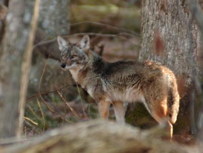 JPG CS Coyote3 DSC_0129.jpg