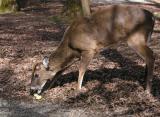 JPG CS Deer Apple P2268433.jpg