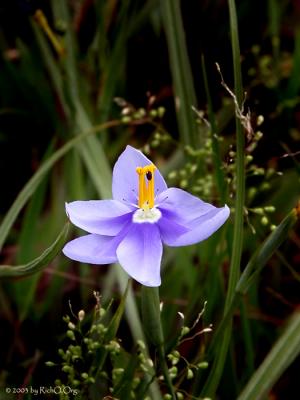 Celestial (Wild Iris)