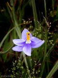 Celestial (Wild Iris)