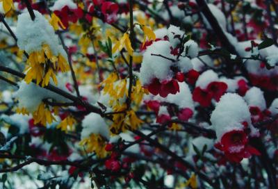 Quince - Forsythia Blooms in Snow tb0400.jpg