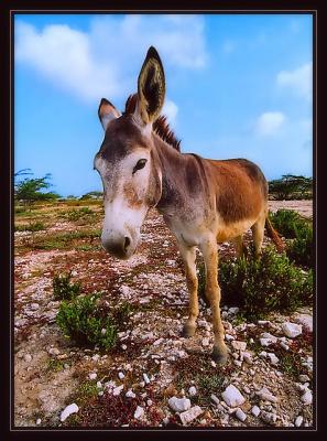 u38/rick_coleman/medium/31954181.50_donkey3.jpg