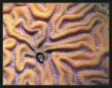 Blenny
