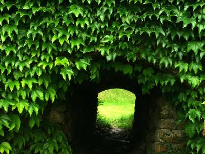 Green Tunnel