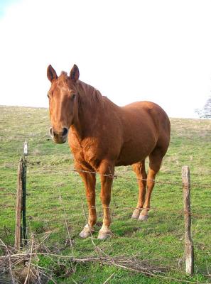 A Friend by Three Springs Ranch