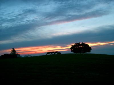 Sunset Cows