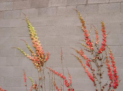 Vines Along Hwy 85 Sound Wall