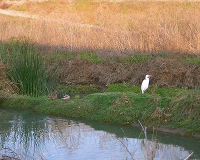 Egret & Ducks