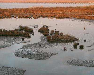 Shoreline Marsh